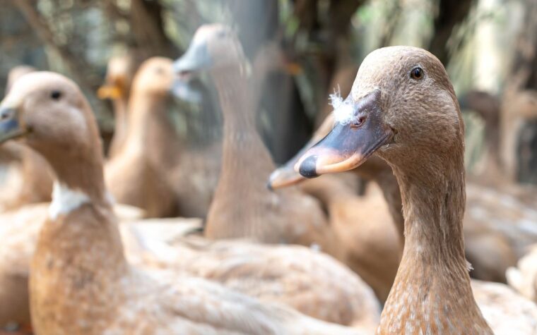 Foie gras tem produção e venda proibidas no Brasil após nova lei