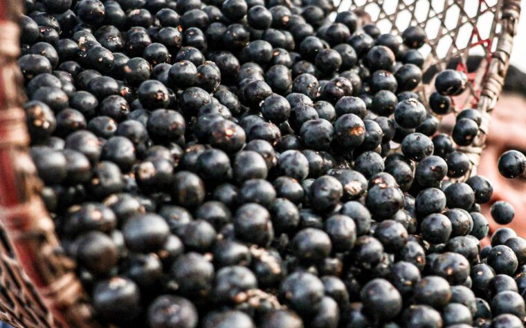 Mercado chinês abre portas para polpas e frutas congeladas do Brasil