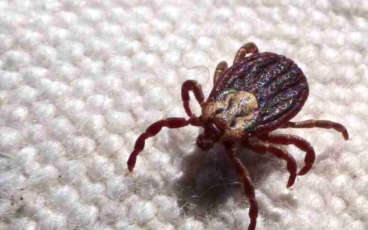 Febre maculosa mata 18 em 19 infectados confirmados em São Paulo