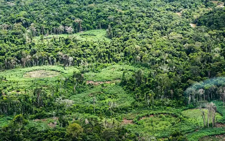 Povos indígenas lideram catálogo de espécies na Amazônia para conservação