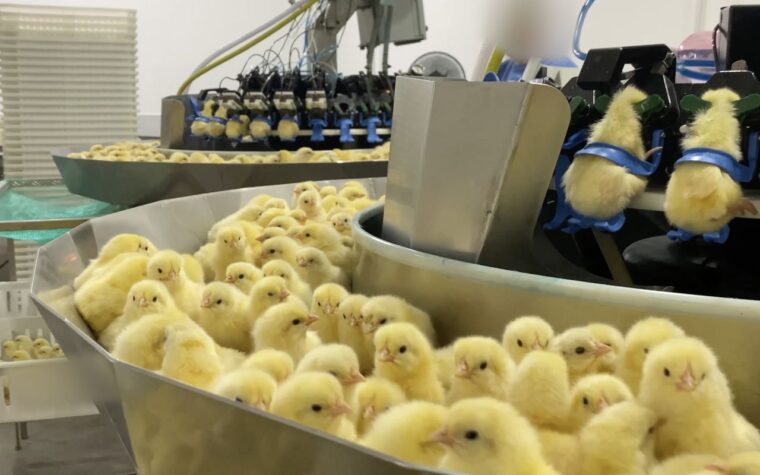 Crueldade na indústria de ovos: trituração de pintinhos revelada