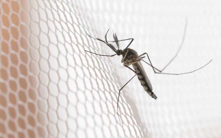 Aumento nos casos de dengue afeta noroeste paulista, aponta levantamento