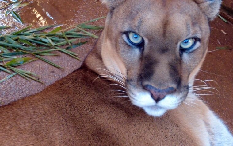 Harmonia entre humanos e animais é destaque em documentário brasileiro