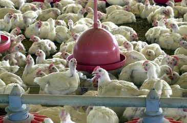 Exportações de carne brasileira para UE são suspensas: consequências e ações