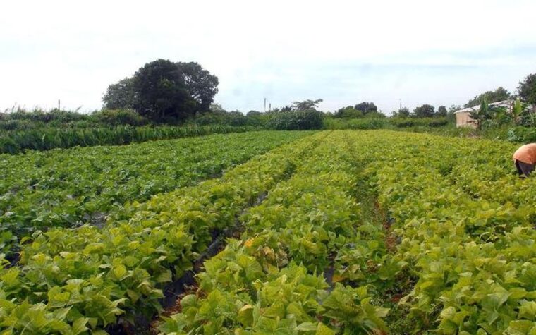Governo libera R$ 64,3 milhões para segurança alimentar e indígenas
