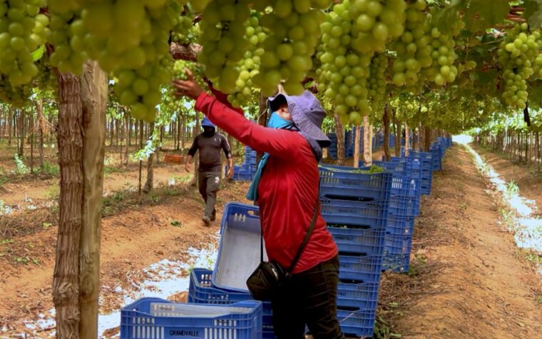 Trabalho escravo abastece fruticultura lucrativa no Brasil